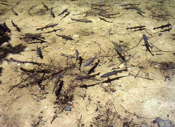 明神池の岩魚.JPG
